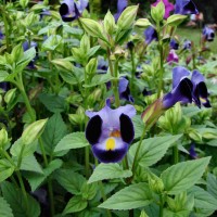 Torenia fournieri Linden ex E.Fourn.